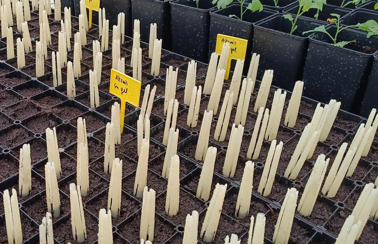 Planting devices tested with seedlings in growing trays