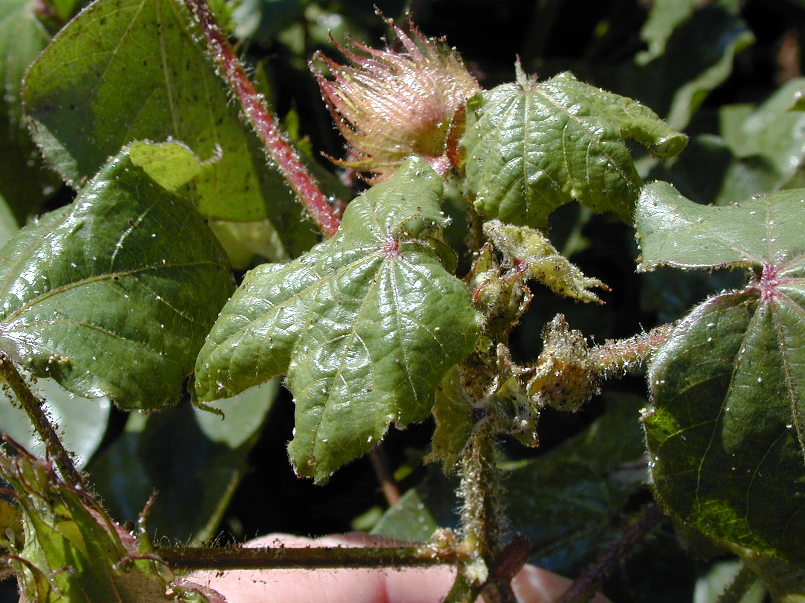 Cotton plant damaged by cotton aphids