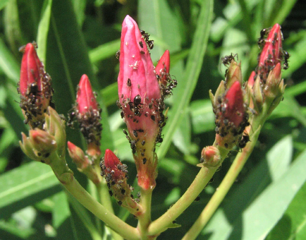 Aphids and ants on oleander flower buds