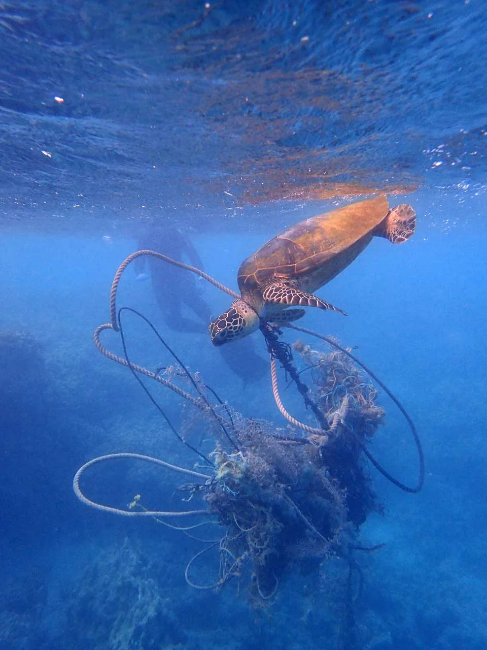 Marine mammal entangled in fishing gear beneath the water