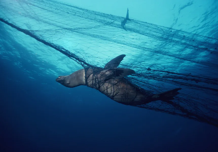 Sea turtle caught in fishing net underwater