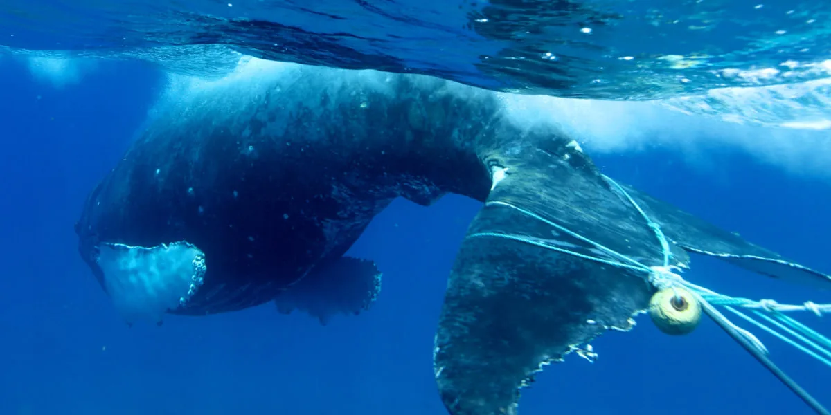 Humpback whale entangled in fishing line. Photo: E. Lyman / HWS and NOAA (MMHSRP permit 932-1905)