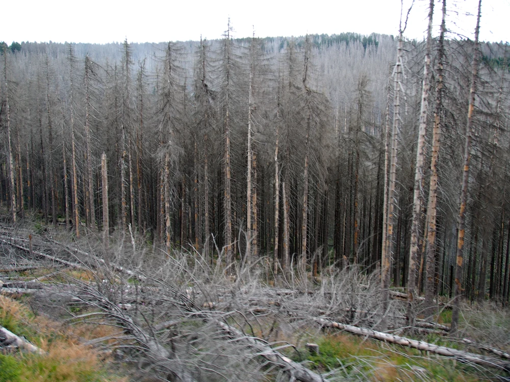 Illustrative photograph of dead spruce in the Harz; not a eucalyptus or pine plantation.