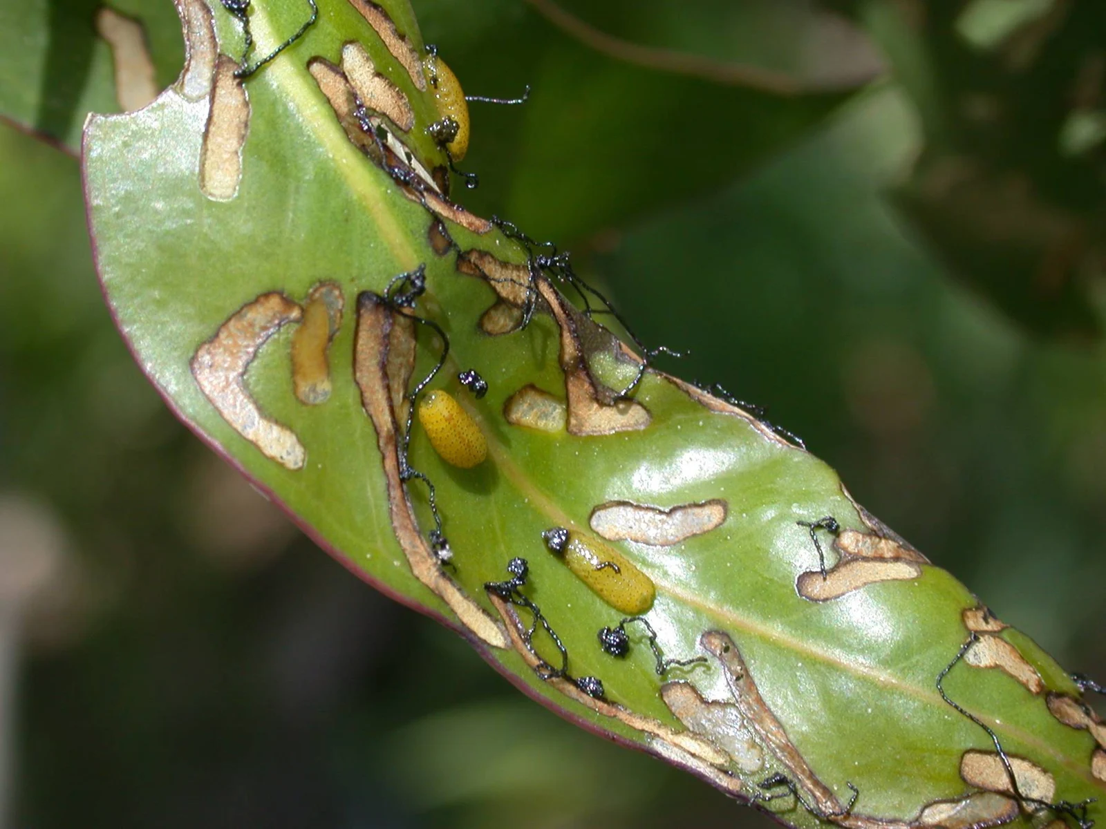 Original photograph supplied by Global Biodesign, taken in Uruguay.