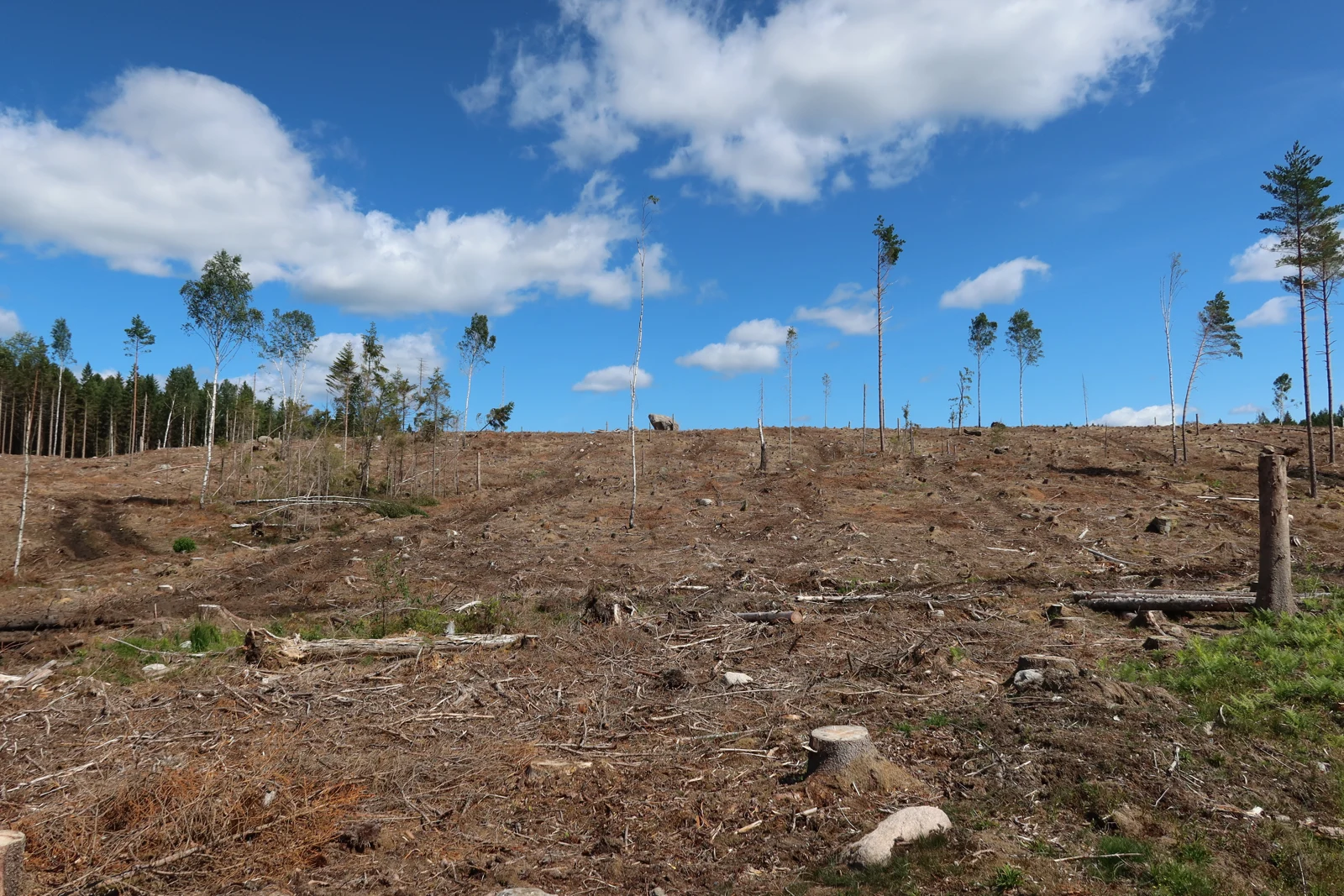 Illustrative clear-cut landscape; the image does not establish why the trees were felled.