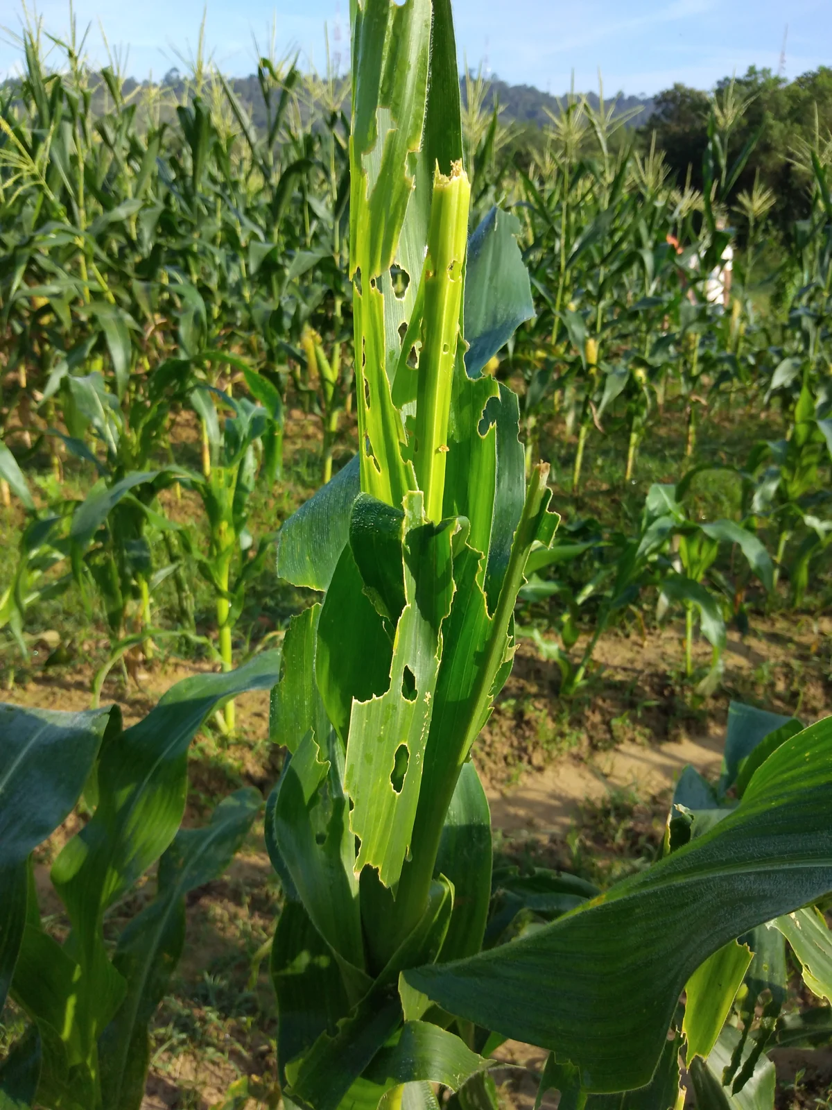 Pest pressure threatens crop yields.