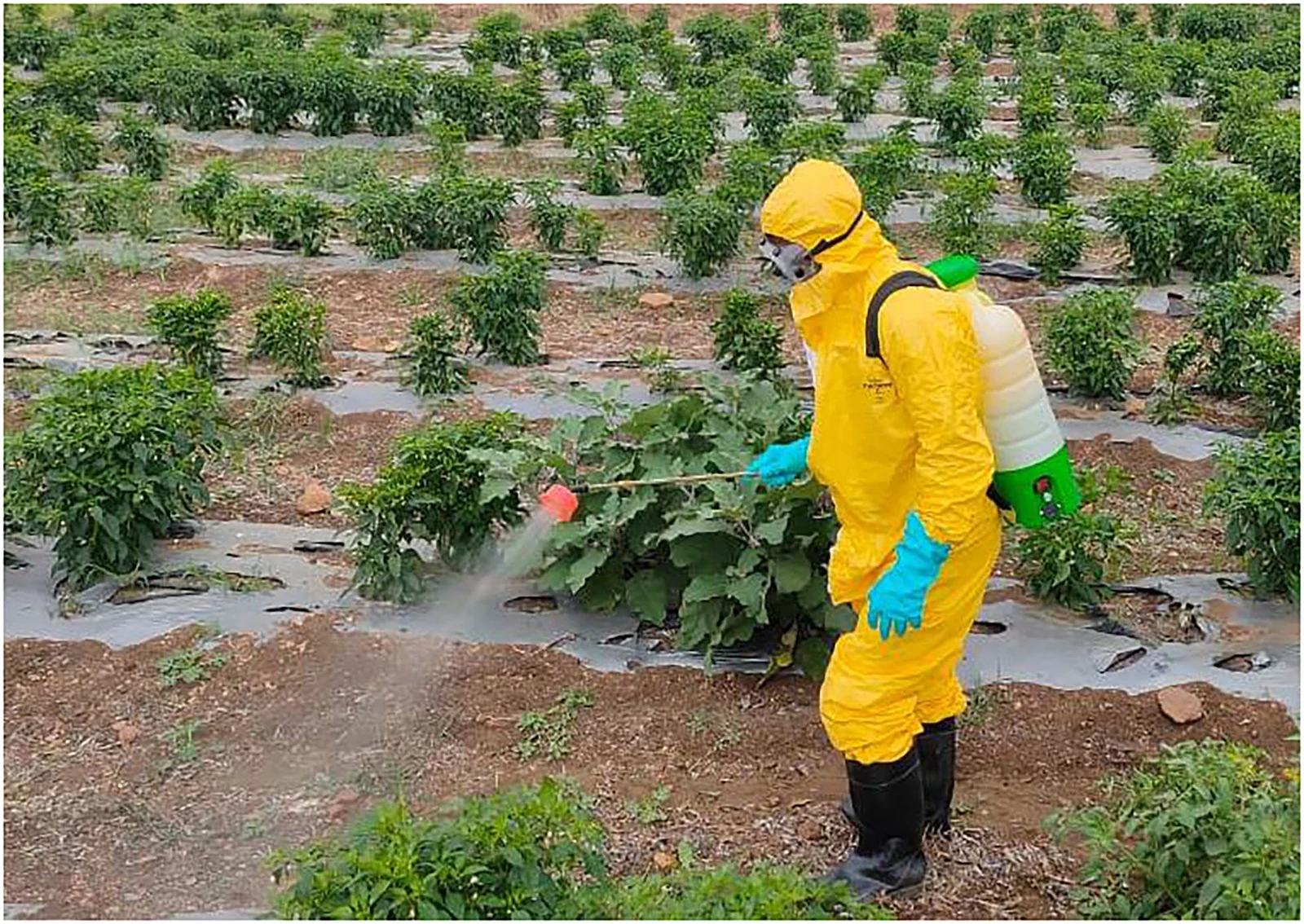Pesticide application with personal protective equipment in Telangana, India.