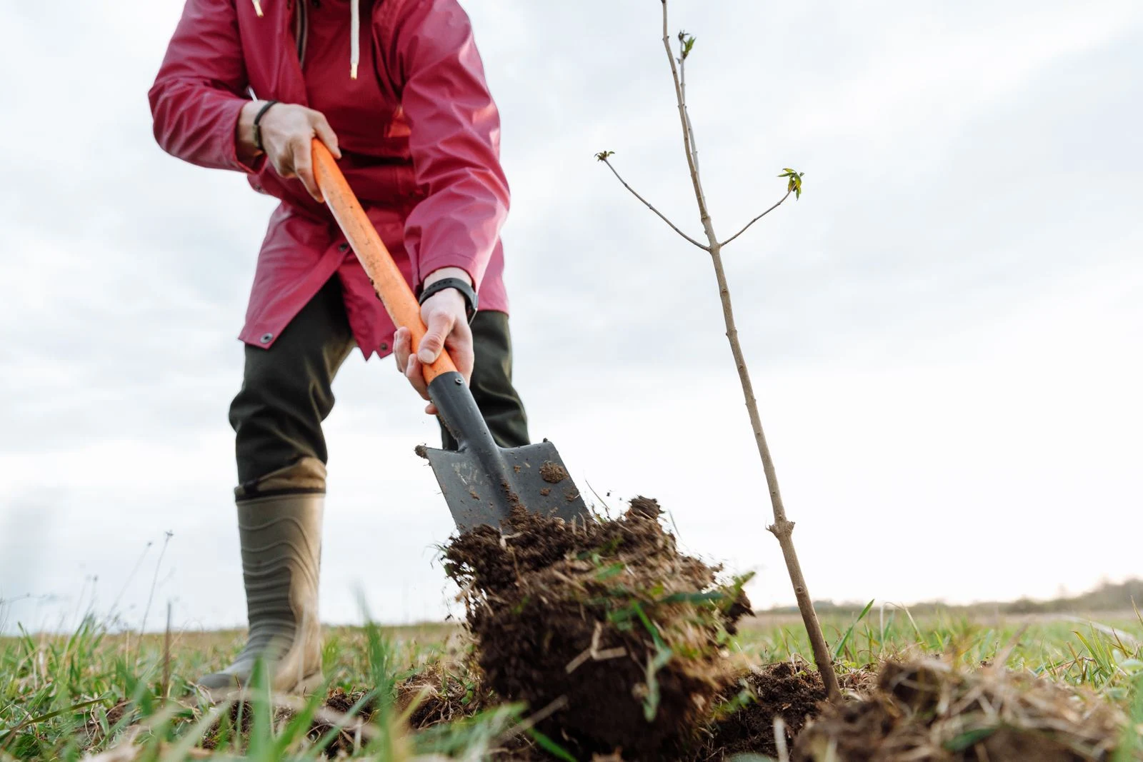 Manual planting takes time and effort.