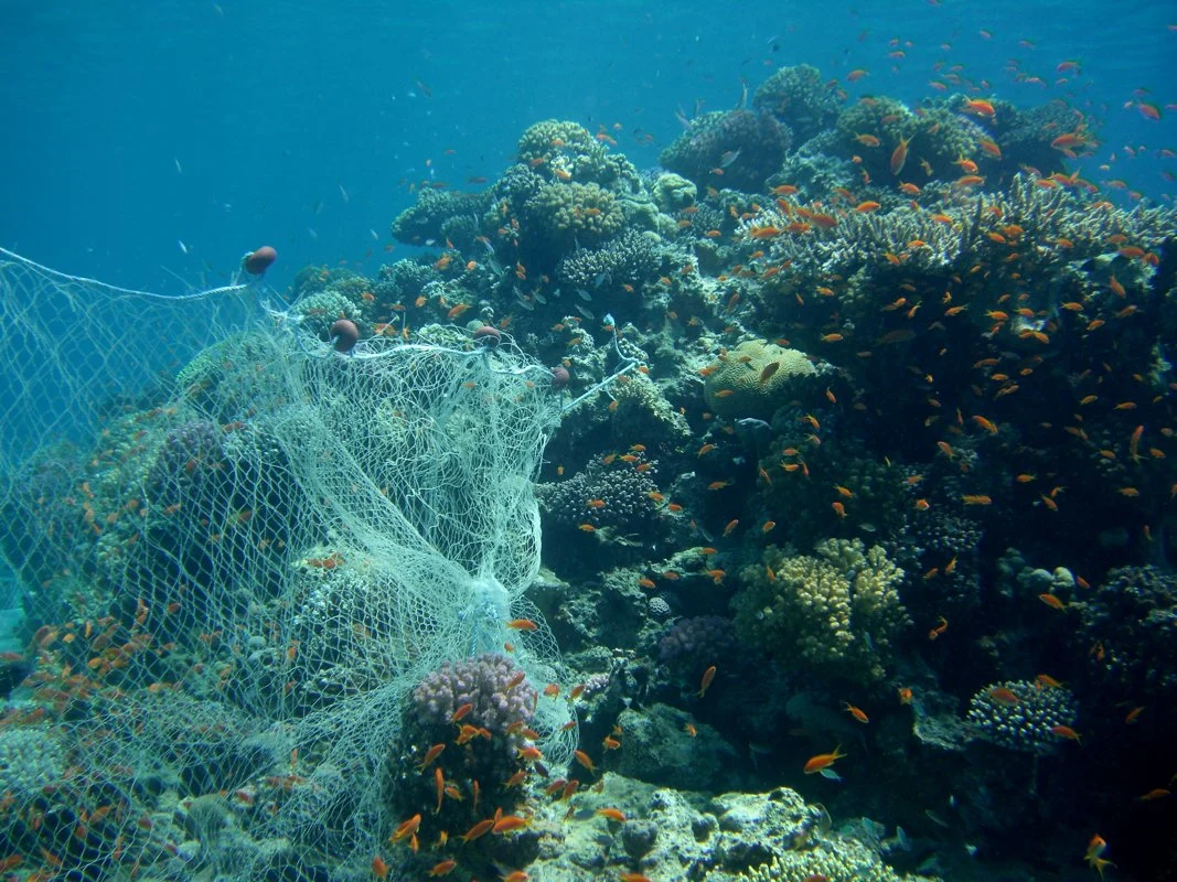 Lost nets keep trapping marine life.