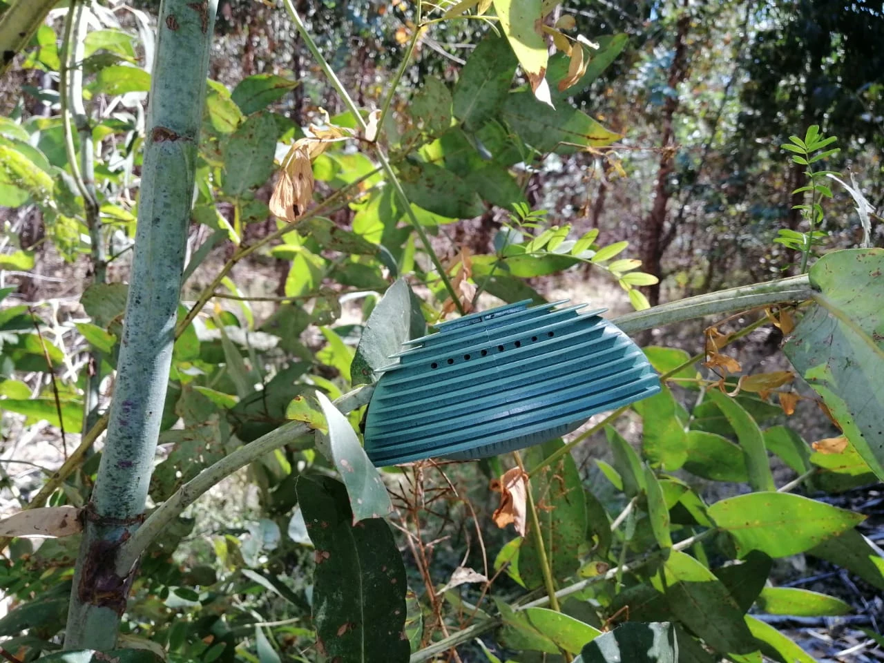 After its primary function, it falls to the ground to decompose and feed the plants it once protected.