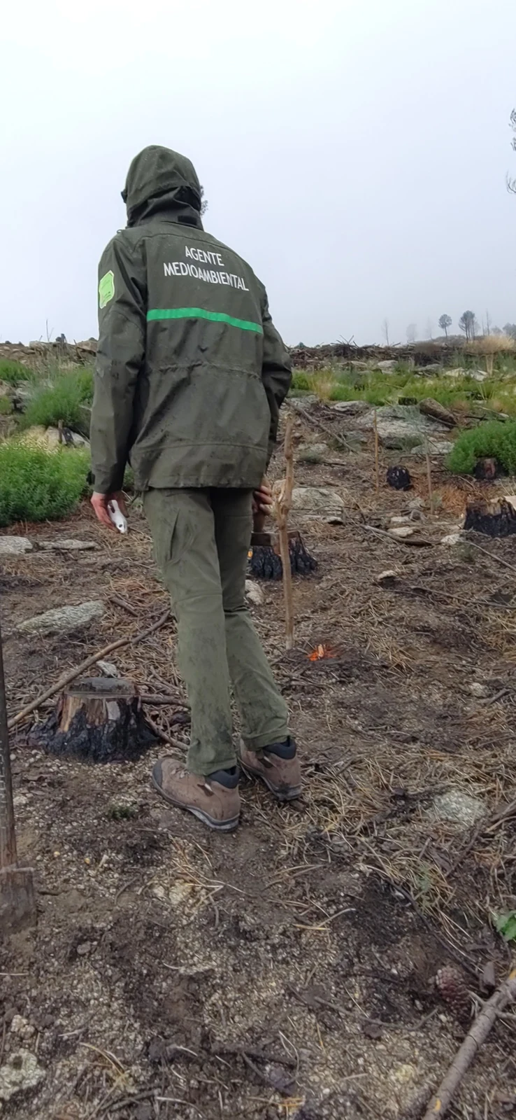 Restoration of burnt forest