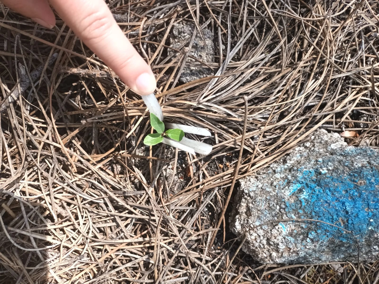 A new plant emerges.