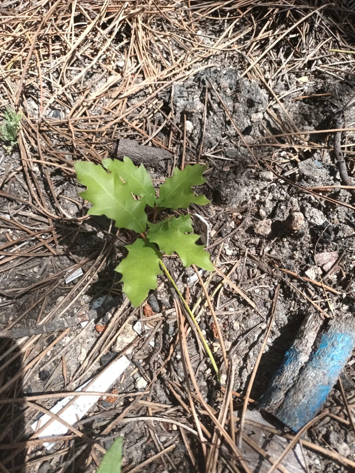 From planting to early growth.