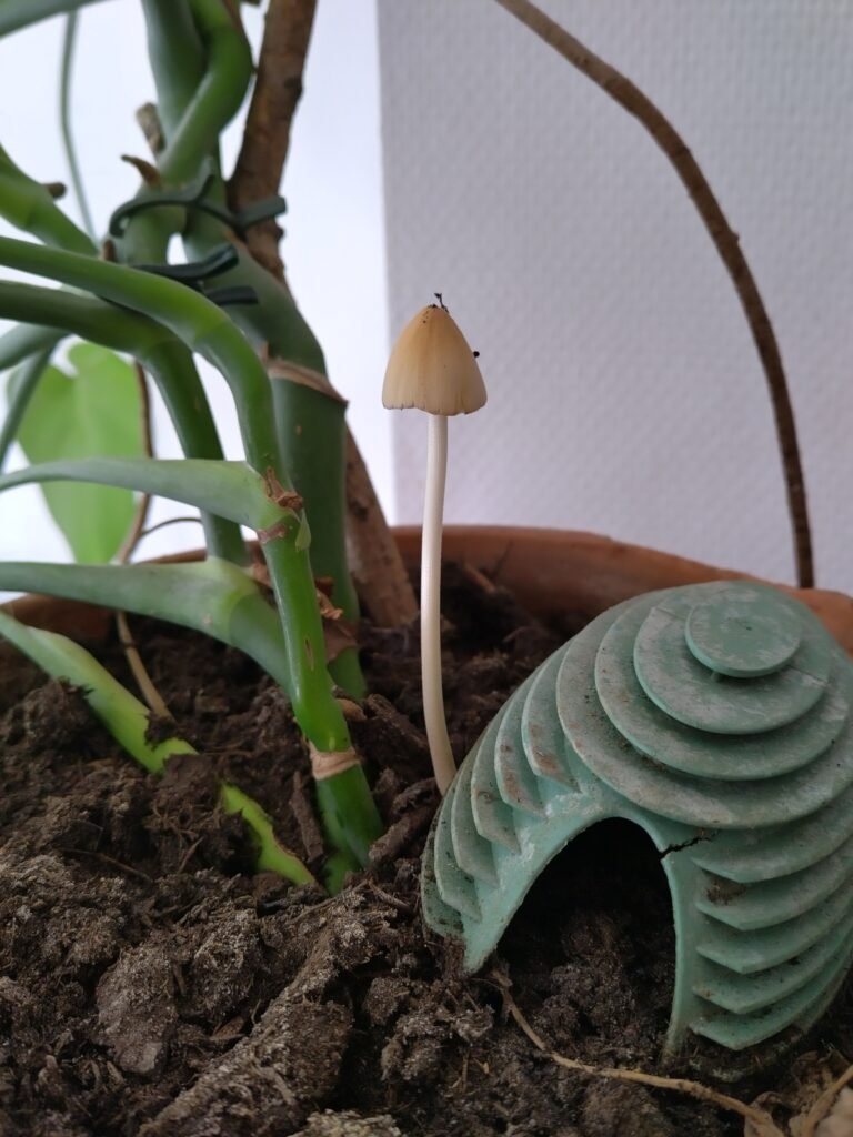 web biodegradability